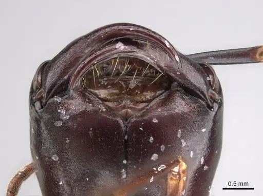 Dorylus nigricans specimen CASENT0249623 image casent0249623_1