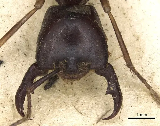 Dorylus nigricans specimen CASENT0901937 image casent0901937_2