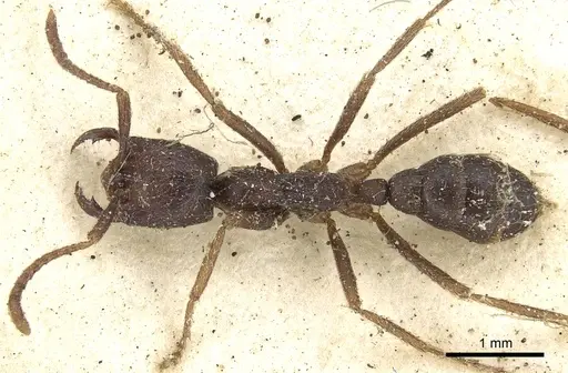 Dorylus nigricans specimen CASENT0901938 image casent0901938_1