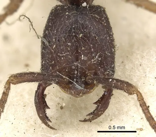 Dorylus nigricans specimen CASENT0901938 image casent0901938_2