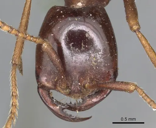 Dorylus nigricans specimen CASENT0901939 image casent0901939_2