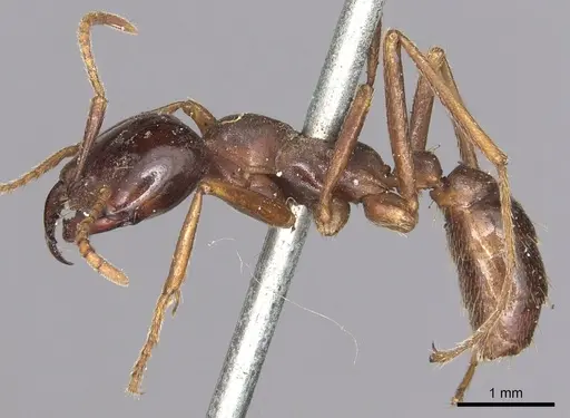 Dorylus nigricans specimen CASENT0901939 image casent0901939_3
