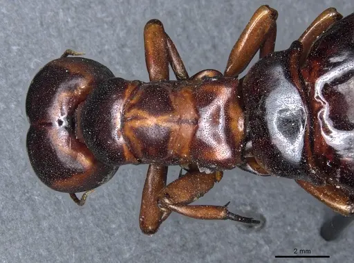 Dorylus nigricans specimen CASENT0904492 image casent0904492_2