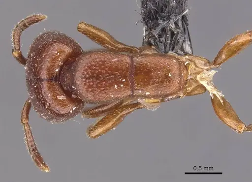Dorylus nigricans specimen CASENT0905735 image casent0905735_1