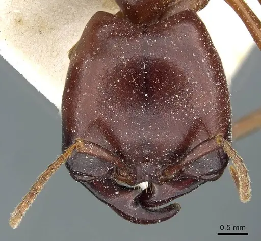 Dorylus nigricans specimen CASENT0911307 image casent0911307_2