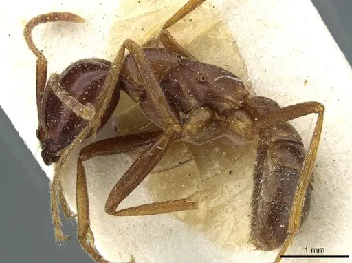 Dorylus nigricans specimen CASENT0911308 image casent0911308_3