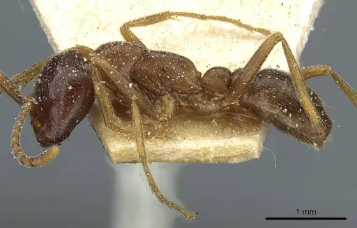 Dorylus nigricans specimen CASENT0911310 image casent0911310_3