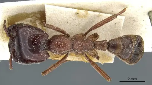 Dorylus nigricans specimen CASENT0911311 image casent0911311_1
