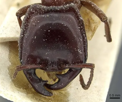Dorylus nigricans specimen CASENT0911311 image casent0911311_2
