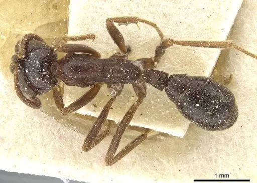 Dorylus nigricans specimen CASENT0911312 image casent0911312_1