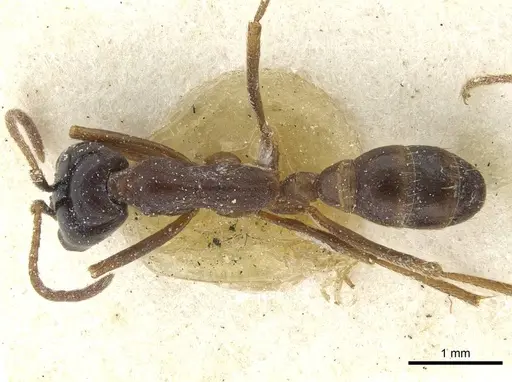 Dorylus nigricans specimen CASENT0911317 image casent0911317_1