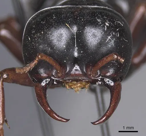 Dorylus nigricans specimen CASENT0915346 image casent0915346_2