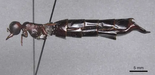 Dorylus nigricans specimen CASENT0915346 image casent0915346_3