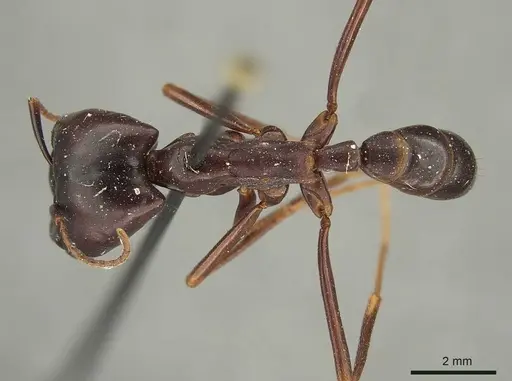 Dorylus nigricans specimen CASENT0915645 image casent0915645_1