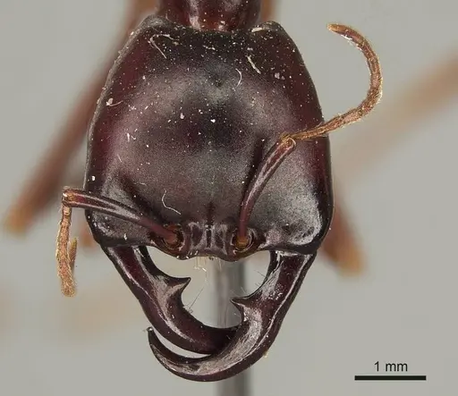 Dorylus nigricans specimen CASENT0915645 image casent0915645_2