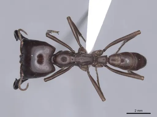 Dorylus nigricans specimen FMNHINS0000045259 image fmnhins0000045259_1