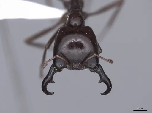 Dorylus nigricans specimen FMNHINS0000045259 image fmnhins0000045259_2