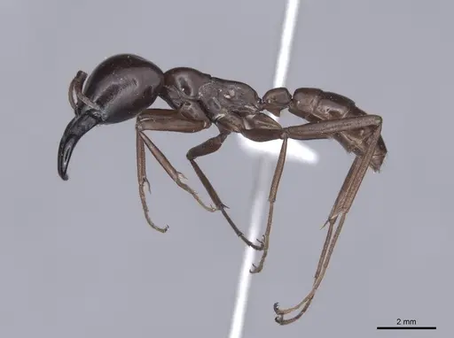 Dorylus nigricans specimen FMNHINS0000045259 image fmnhins0000045259_3