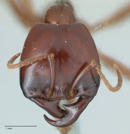 Dorylus nigricans specimen FOCOL1779 image focol1779_2