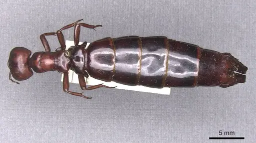 Dorylus nigricans specimen RMCAENT000017706 image rmcaent000017706_1