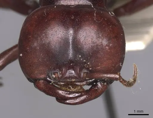 Dorylus nigricans specimen RMCAENT000017706 image rmcaent000017706_2