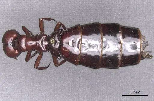 Dorylus nigricans specimen RMCAENT000017707 image rmcaent000017707_1