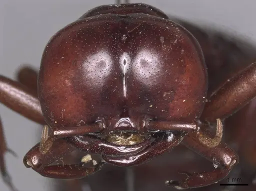 Dorylus nigricans specimen RMCAENT000017707 image rmcaent000017707_2