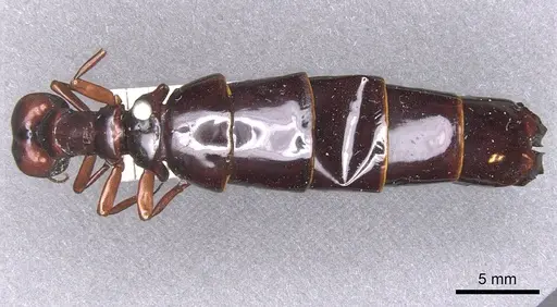 Dorylus nigricans specimen RMCAENT000017708 image rmcaent000017708_1
