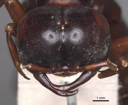 Dorylus nigricans specimen RMCAENT000017708 image rmcaent000017708_2
