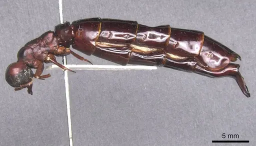Dorylus nigricans specimen RMCAENT000017708 image rmcaent000017708_3