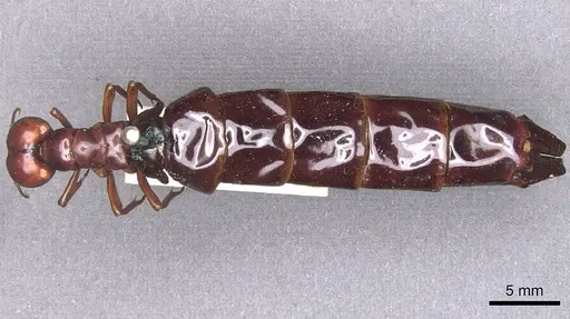 Dorylus nigricans specimen RMCAENT000017709 image rmcaent000017709_1