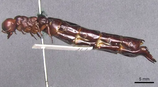 Dorylus nigricans specimen RMCAENT000017709 image rmcaent000017709_3
