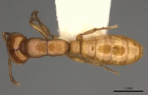 Dorylus orientalis specimen CASENT0217468 image casent0217468_1