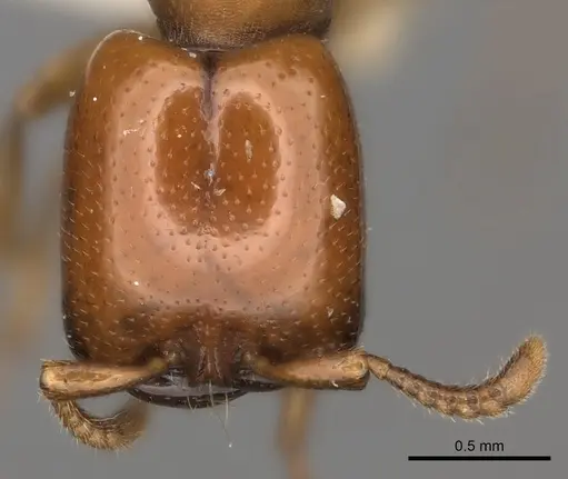 Dorylus orientalis specimen CASENT0217468 image casent0217468_2