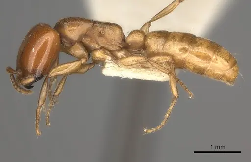 Dorylus orientalis specimen CASENT0217468 image casent0217468_3