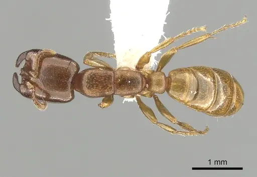 Dorylus orientalis specimen CASENT0249443 image casent0249443_1