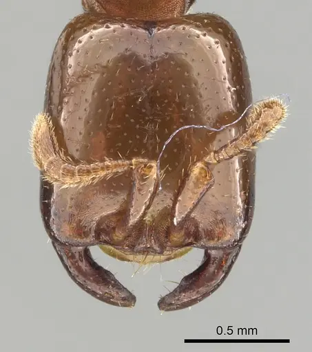 Dorylus orientalis specimen CASENT0249443 image casent0249443_2