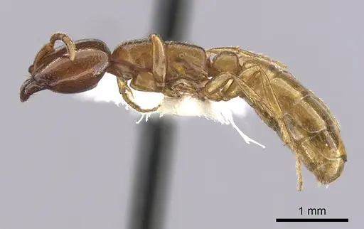 Dorylus orientalis specimen CASENT0249443 image casent0249443_3