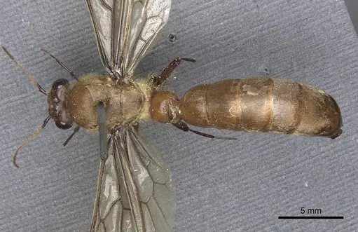 Dorylus orientalis specimen CASENT0901942 image casent0901942_1