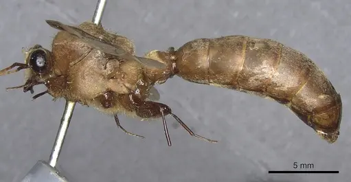 Dorylus orientalis specimen CASENT0901942 image casent0901942_3