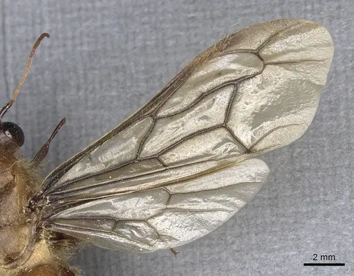 Dorylus orientalis specimen CASENT0901942 image casent0901942_4