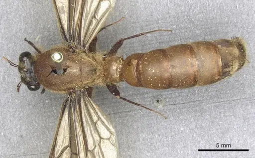 Dorylus orientalis specimen CASENT0901951 image casent0901951_1