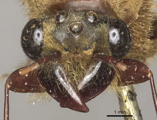 Dorylus orientalis specimen CASENT0901951 image casent0901951_2