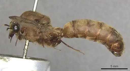 Dorylus orientalis specimen CASENT0901951 image casent0901951_3