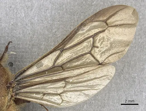 Dorylus orientalis specimen CASENT0901951 image casent0901951_4