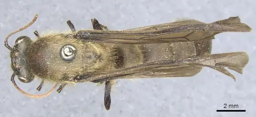 Dorylus orientalis specimen CASENT0903710 image casent0903710_1