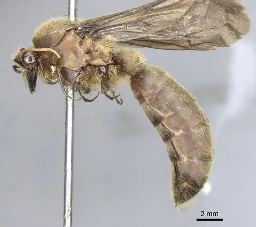 Dorylus orientalis specimen CASENT0903710 image casent0903710_3