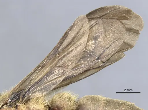 Dorylus orientalis specimen CASENT0903710 image casent0903710_4