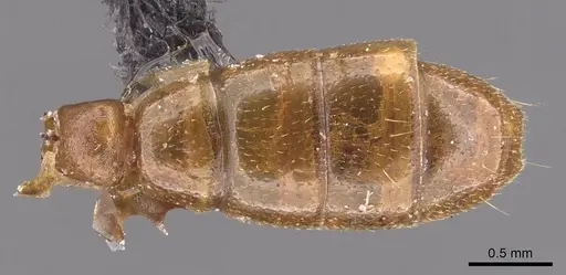Dorylus orientalis specimen CASENT0905736 image casent0905736_1