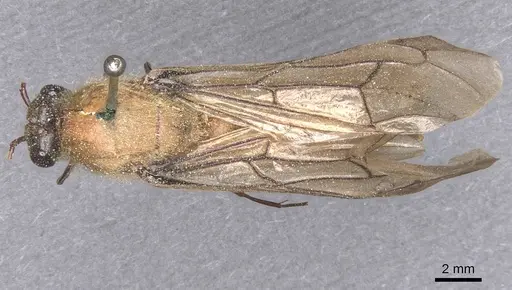 Dorylus orientalis specimen CASENT0911340 image casent0911340_1